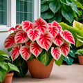 6 Crimson Sky Caladium Bulbs F289142