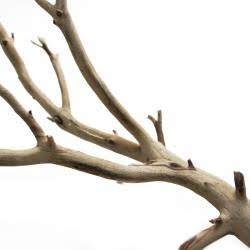 California Driftwood W733