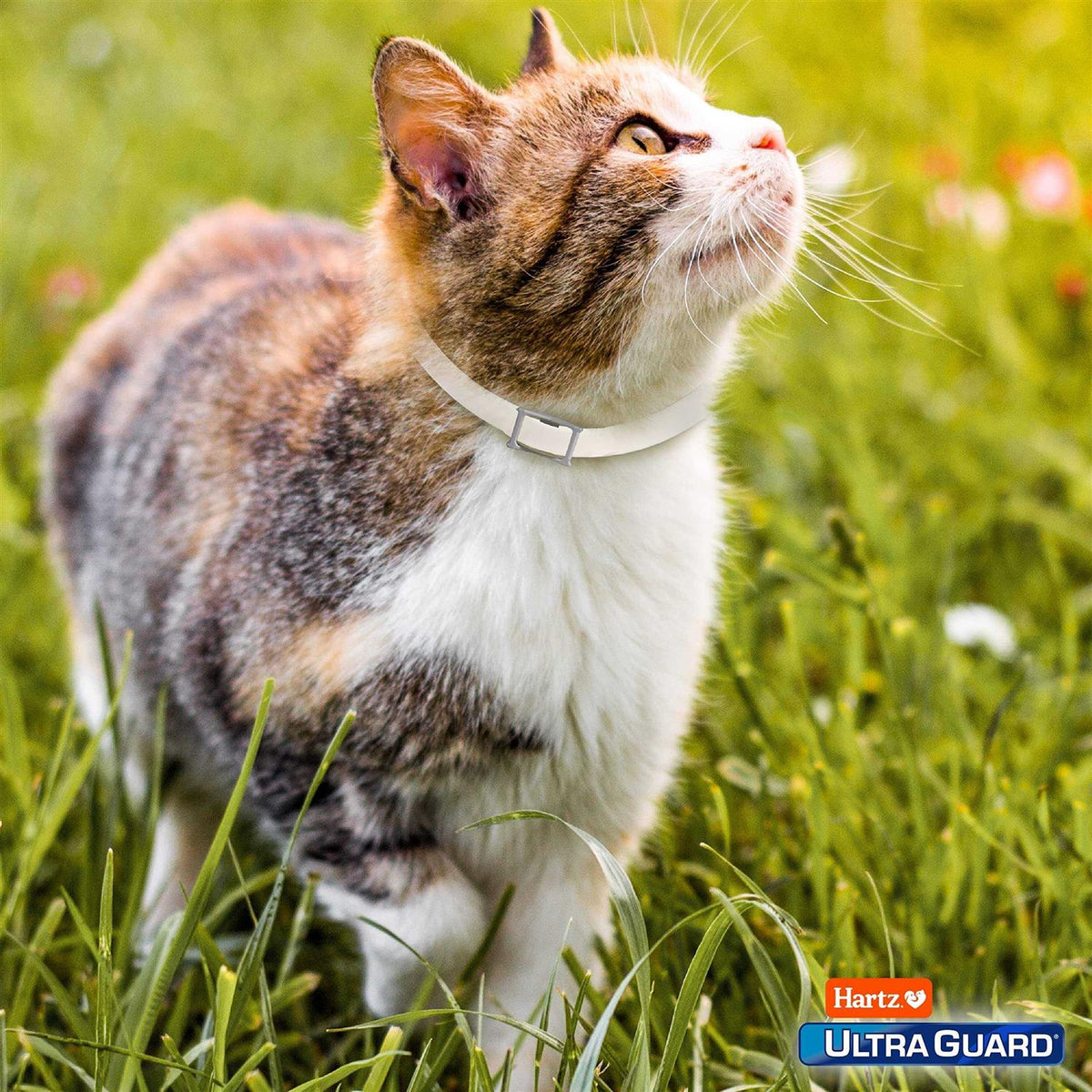 Flea & Tick Collar for Cats & Kittens E31113