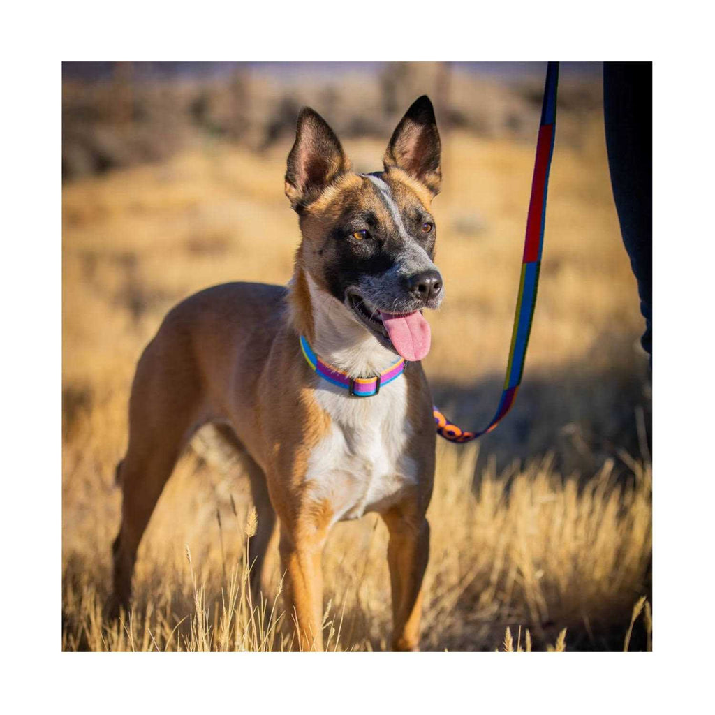 GoodDog Collar L37040