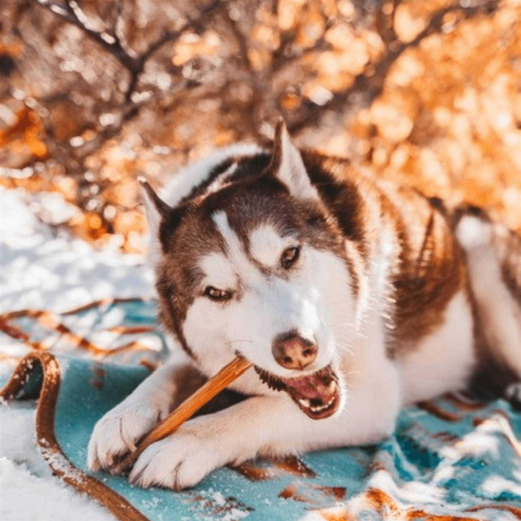Bully Sticks Odor Free D569