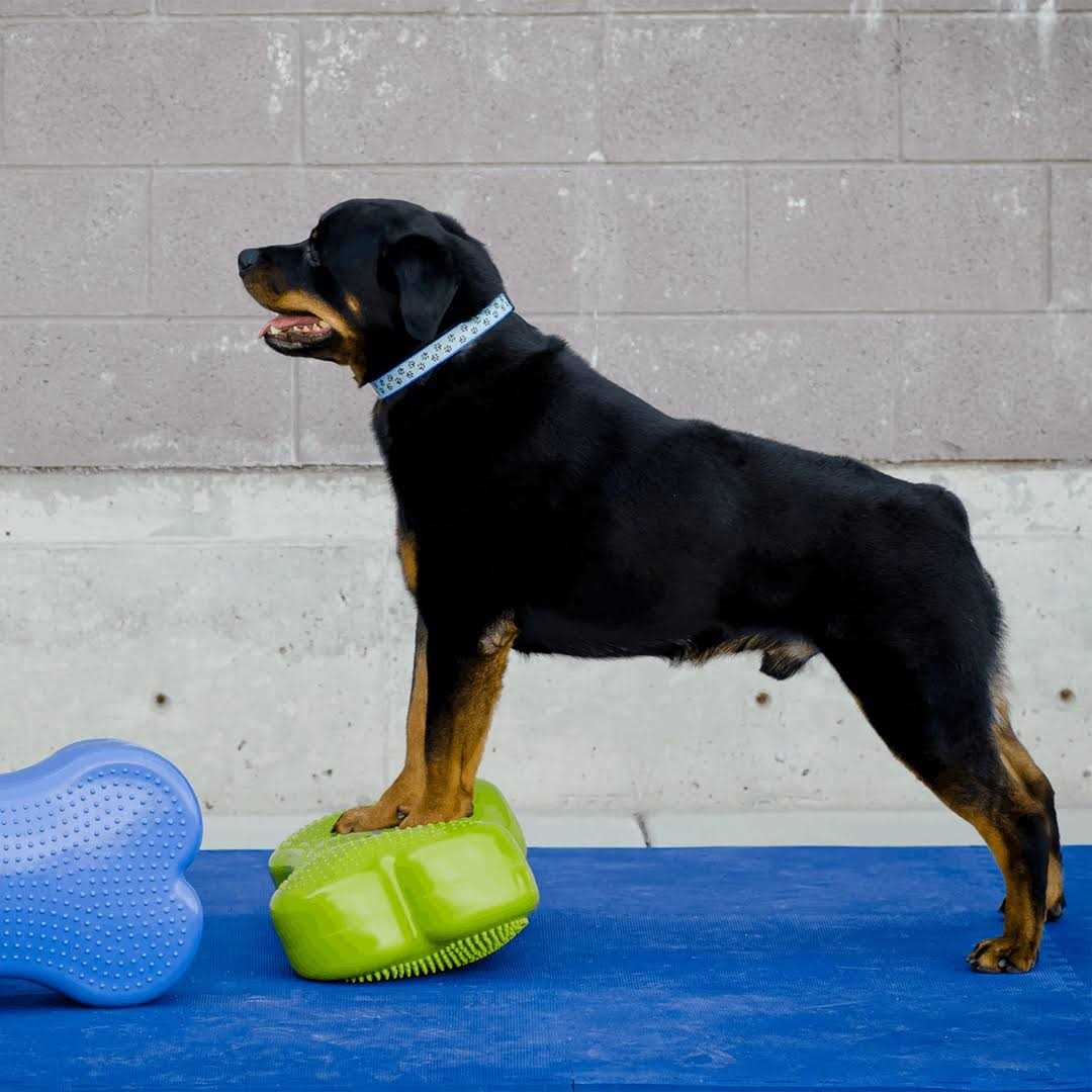 Agility Training W392750