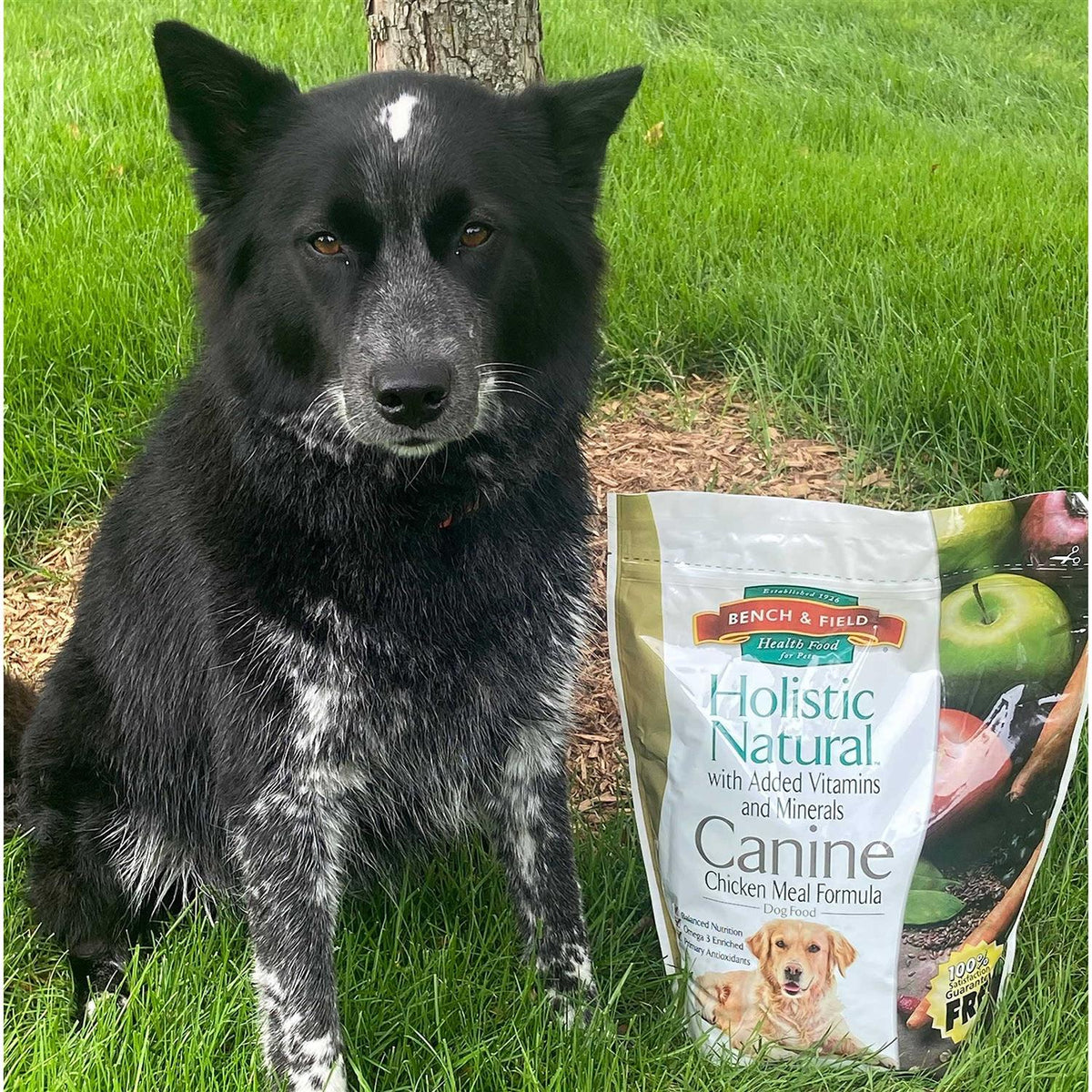 Natural Adult Dry Dog Food Chicken Meal and Brown Rice 6.6 lb Bag O709