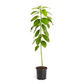 Cold Hardy Avocado Tree 2-3 ft T3641