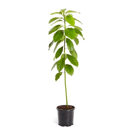 Cold Hardy Avocado Tree 2-3 ft T3641