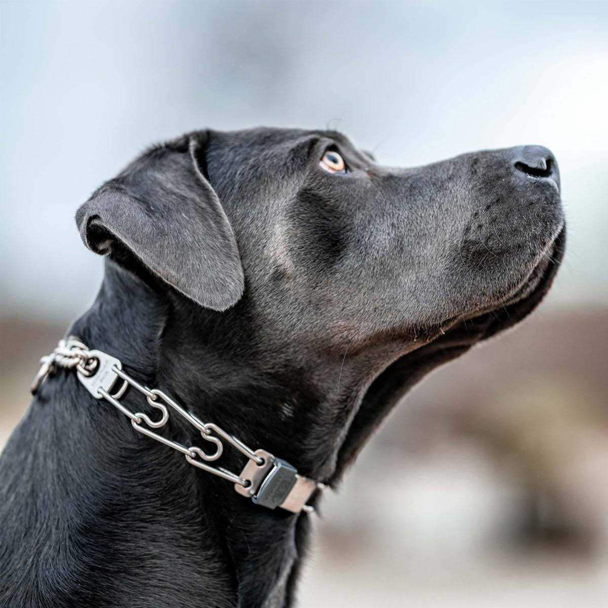 Stainless Steel Quick Release Buckle for Dog Collar T26503